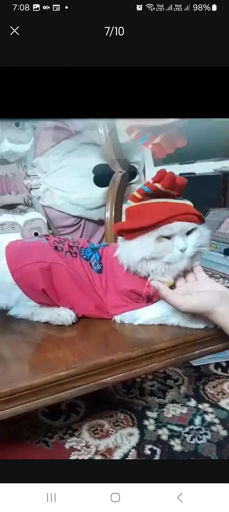 Persian male cat loving ,potty trained — photo 8
