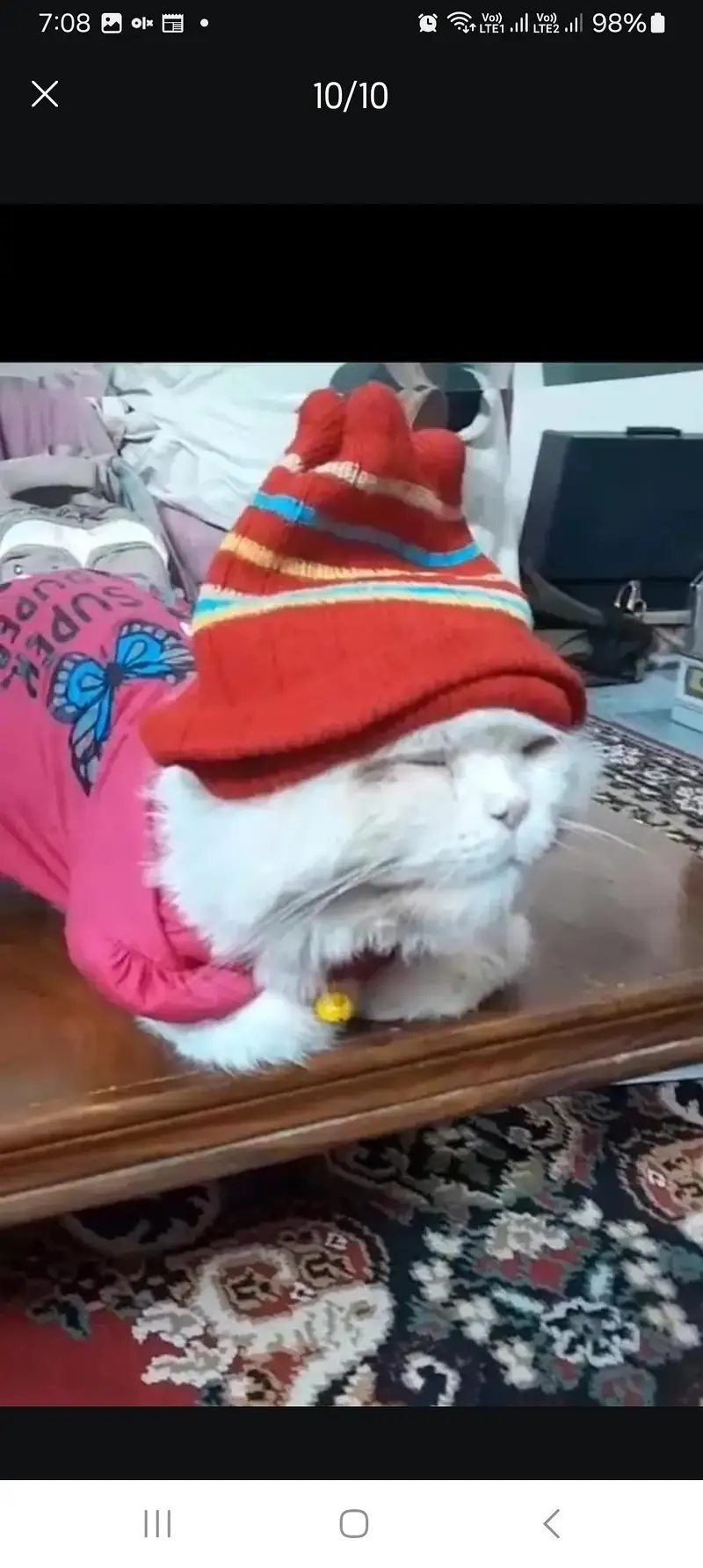 Persian male cat loving ,potty trained — photo 9