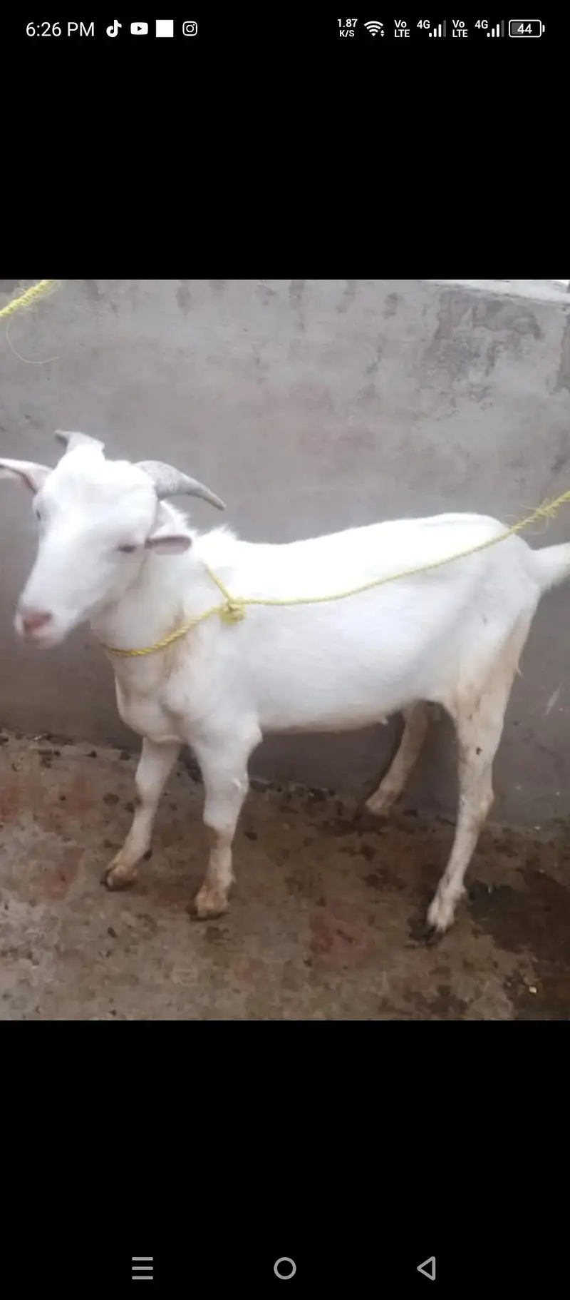 breader bakra and bakri for sale. 03134796480 watts app me — photo 2