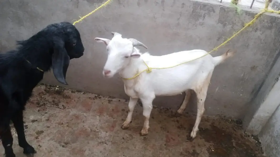 breader bakra and bakri for sale. 03134796480 watts app me — photo 3