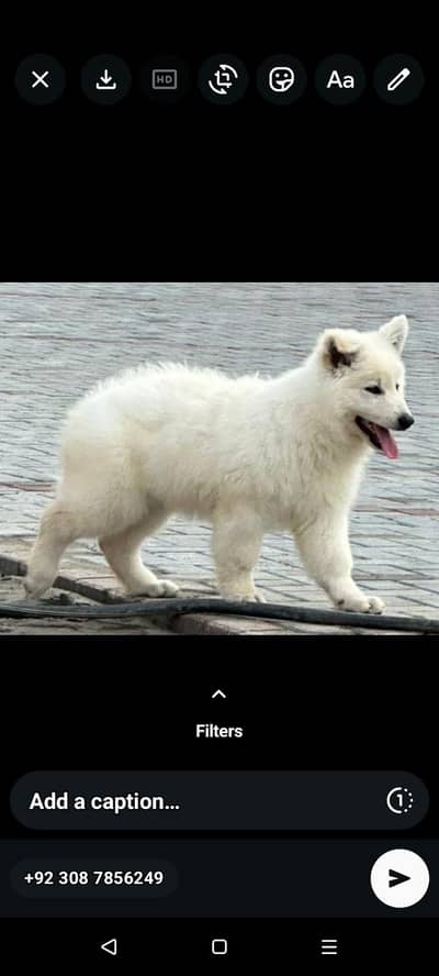 swiss shepherd puppies available and all types of import dog available