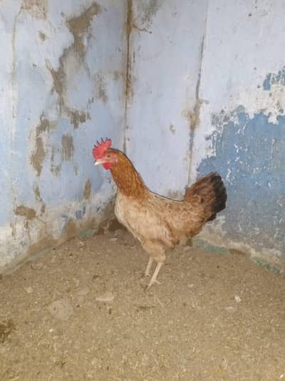 Desi murgi