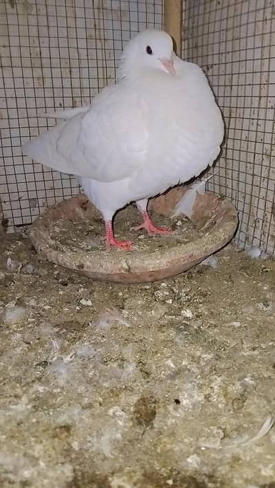 Fancy king pigeons
