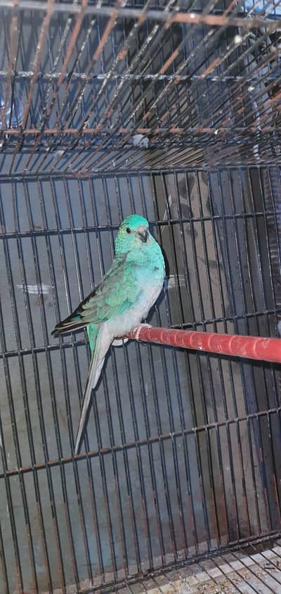 Rump Confirm Breeder Male 2 Piece Available For Sale