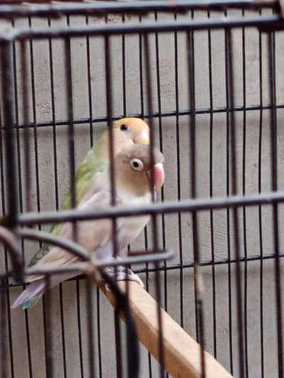 love bird