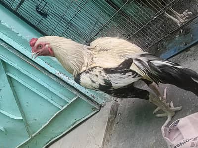 murgha for sell