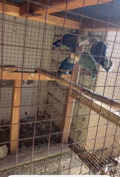 Love birds for sale