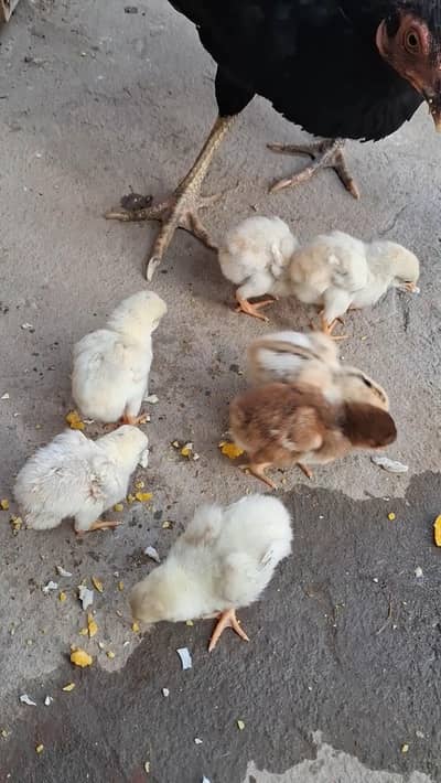 06 Chicks pure Mianwali with hen