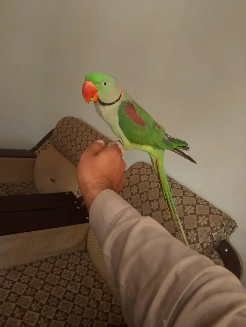 Raw Parrot
