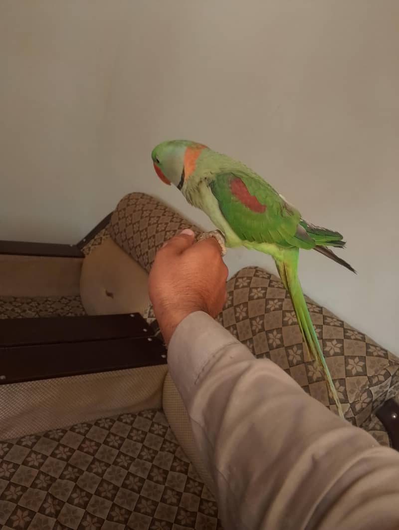 Raw Parrot 1