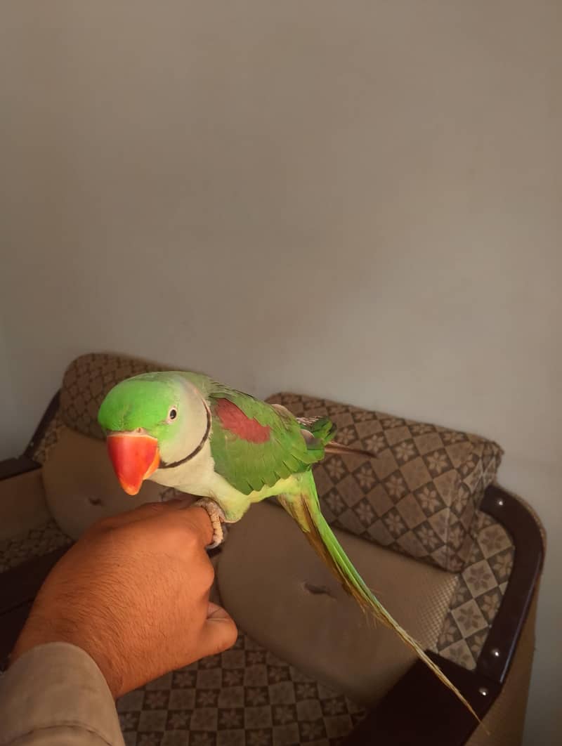 Raw Parrot 2