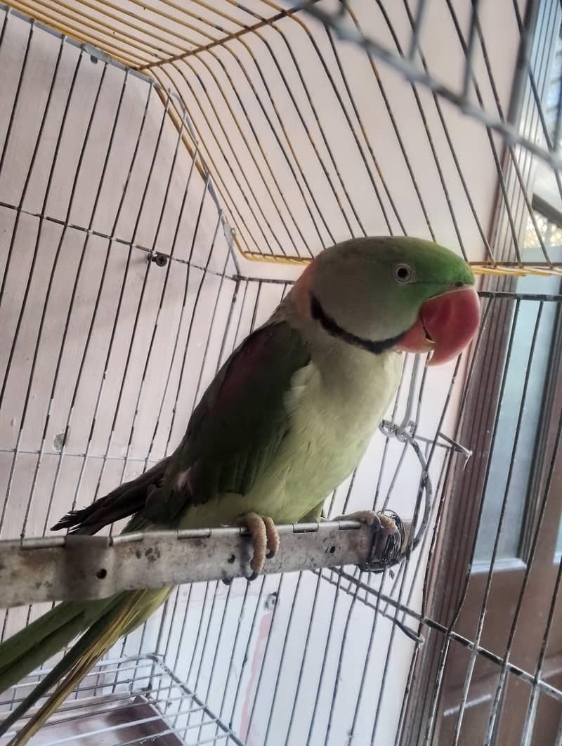 Raw Parrot 3