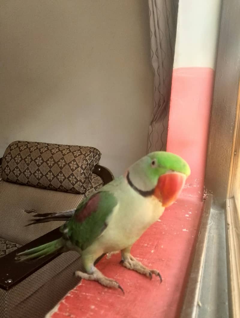 Raw Parrot 4