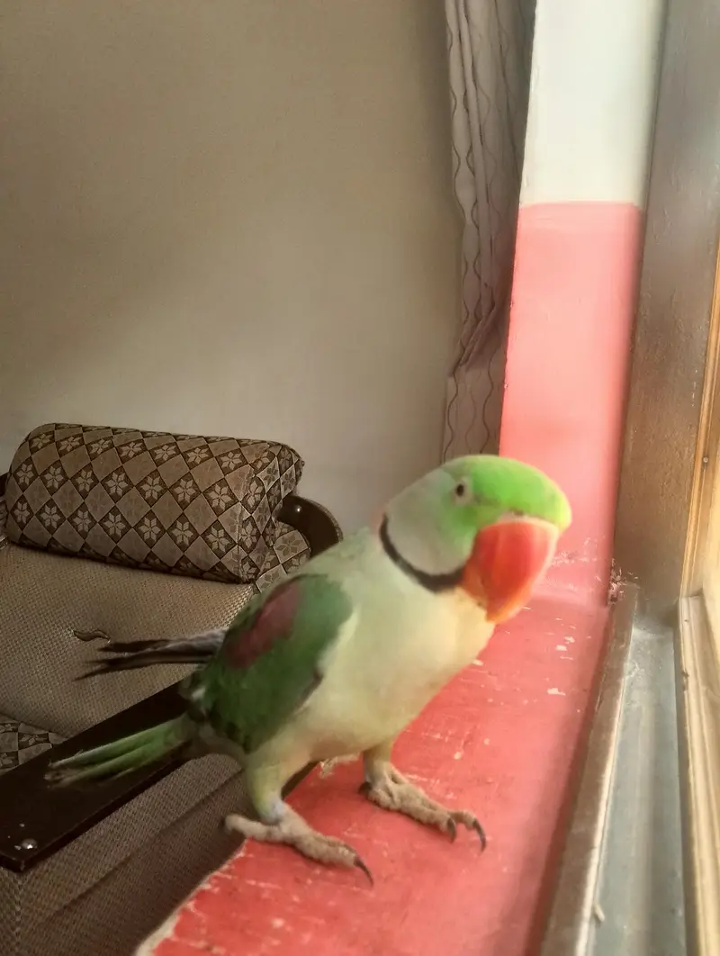 Raw Parrot — photo 5