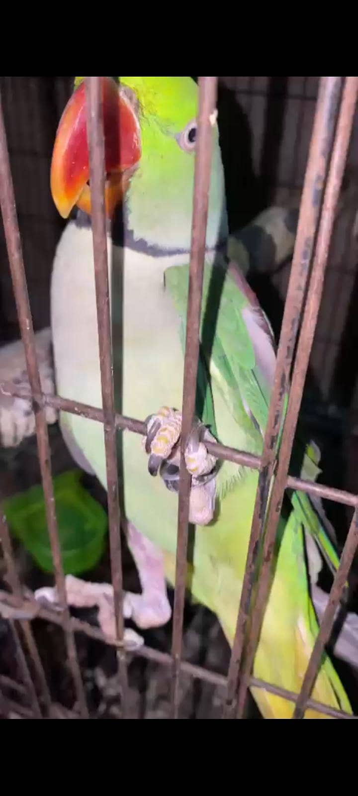 Raw Talking breeder pair 1