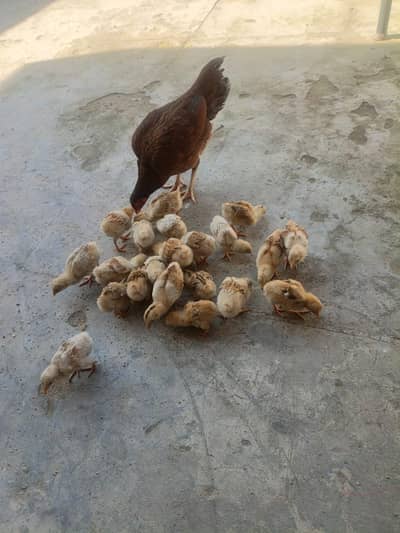22 chicks with her mother hen