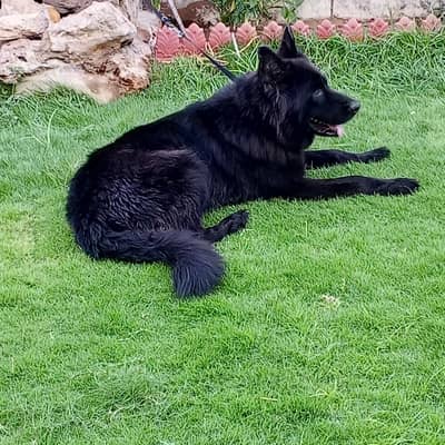 female home dog