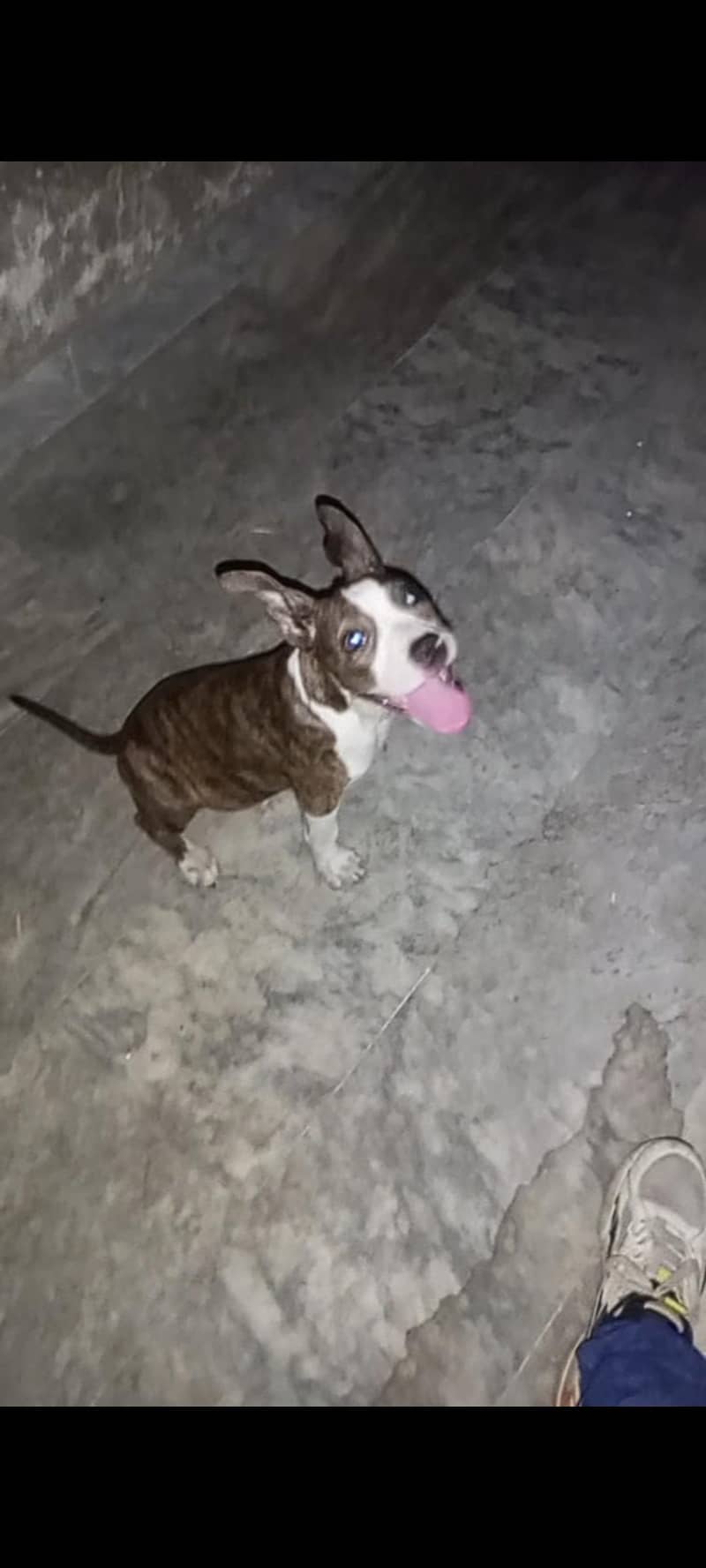 Pitbull 0