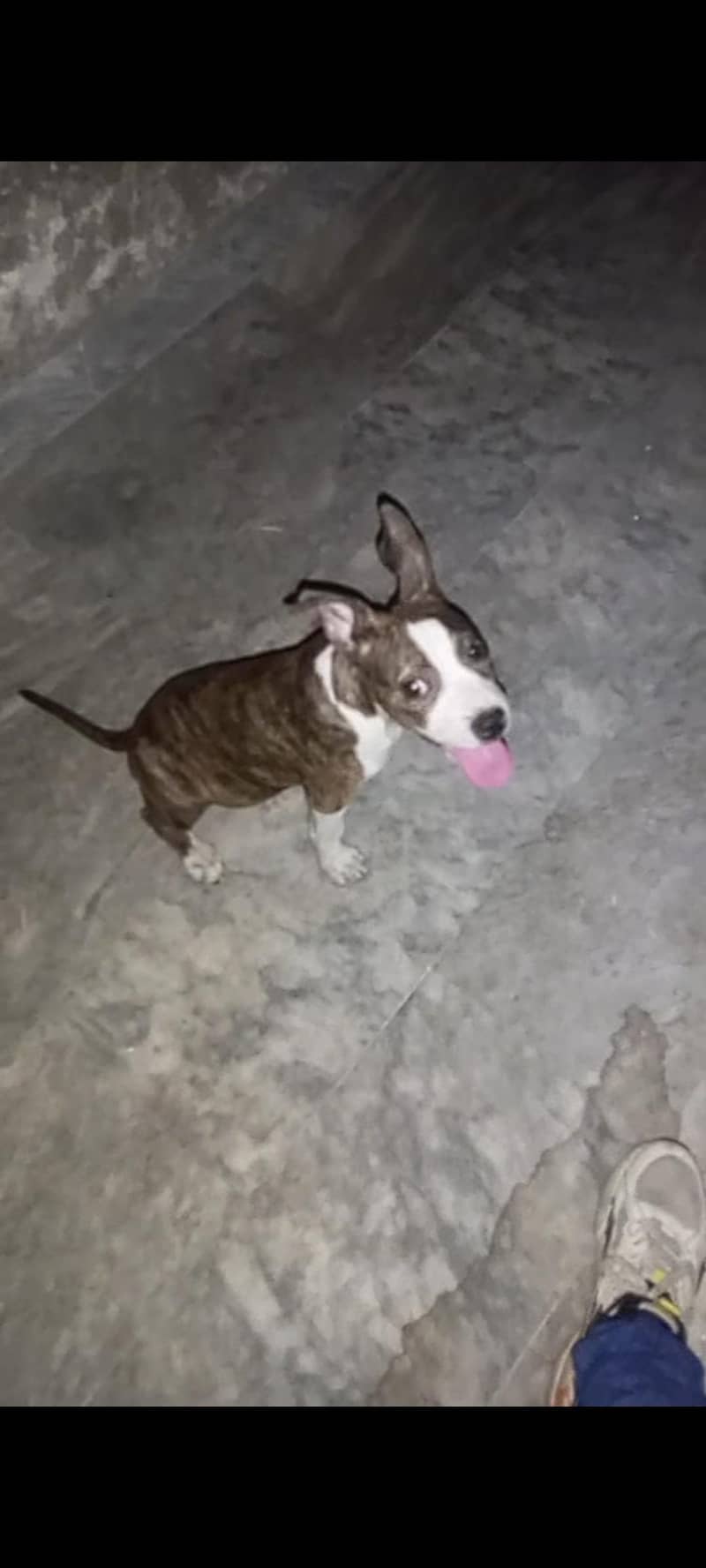 Pitbull 1