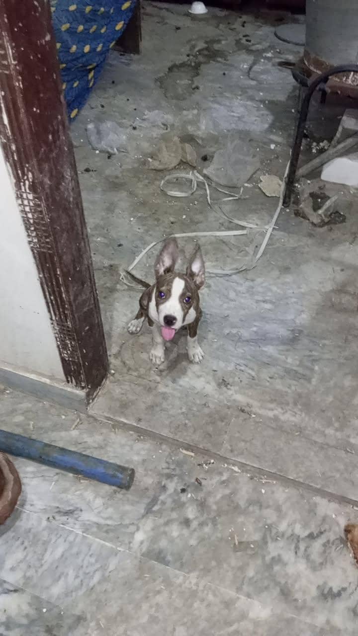 Pitbull 2