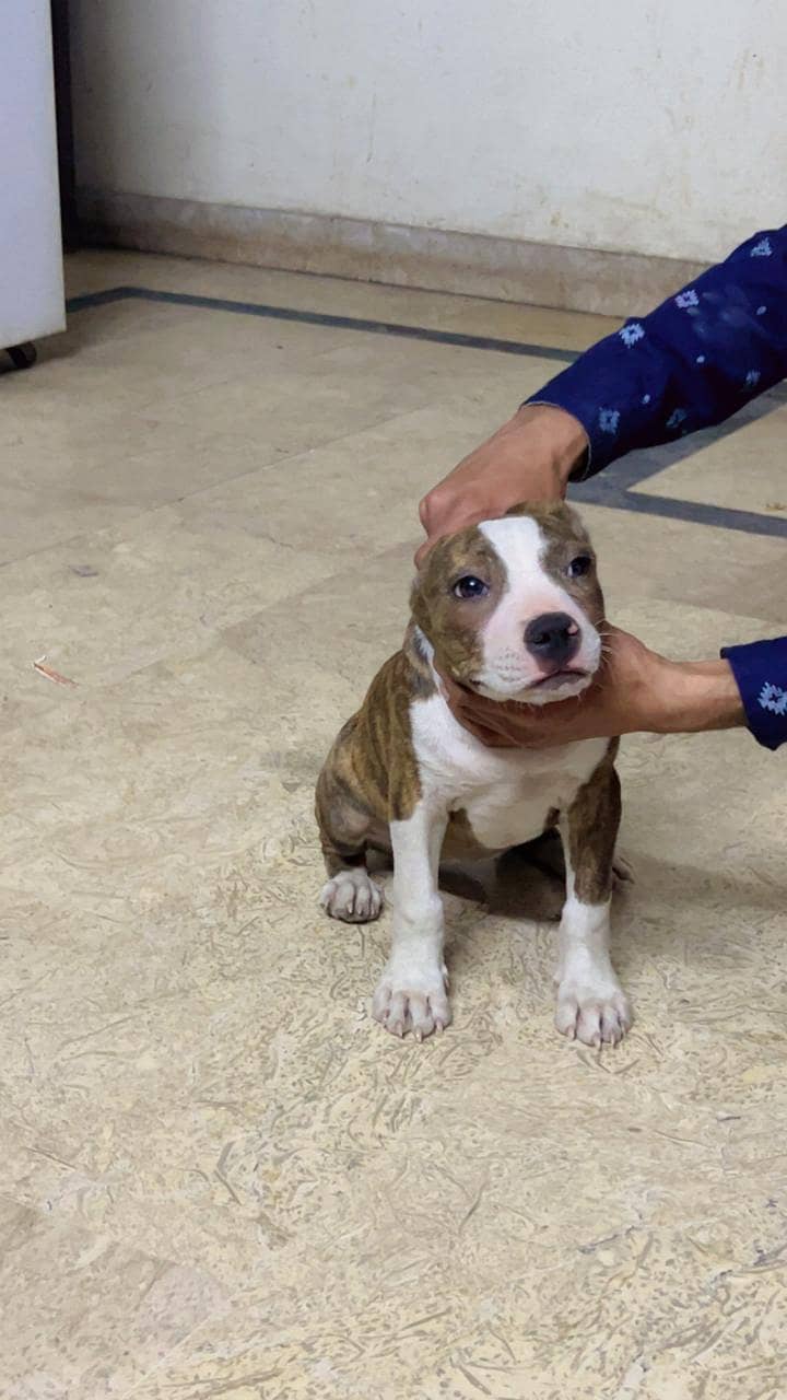 Pitbull 3