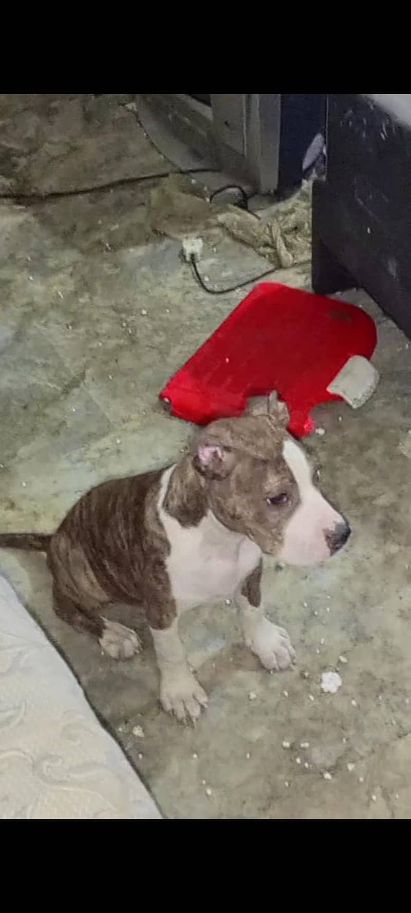 Pitbull 4