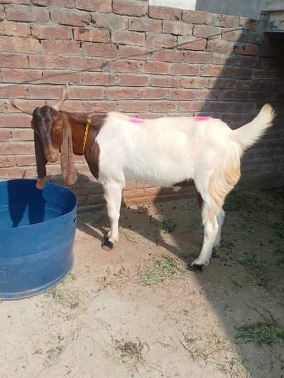 Heavy weight khassi bakra 03214178601