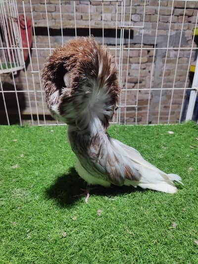 Jacobin Naqab posh fancy pigeons kbootar Pjc Ring