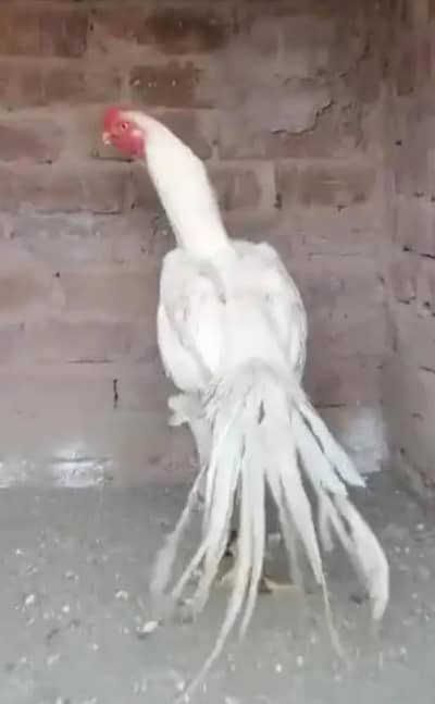 parrot beak long tail aseel phathay top qulity