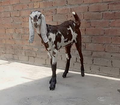 Nagra bakri bacha  for sale