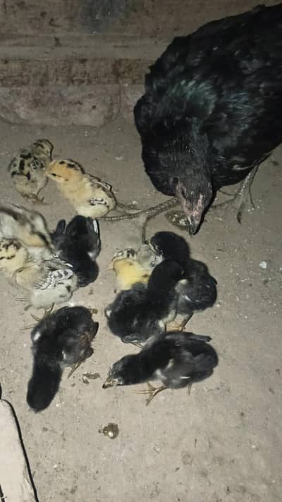 Bermi Chick| Aseel | thai Chick| bermi Aseel Chicks| Hen | Aseel chick