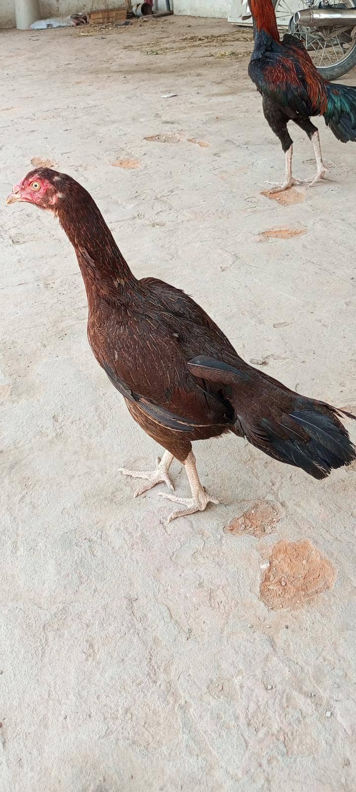 unique Amroha pair 2