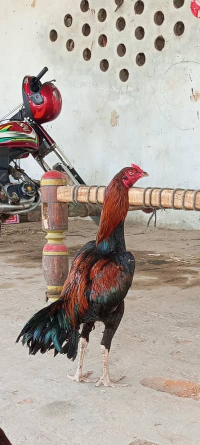 unique Amroha pair