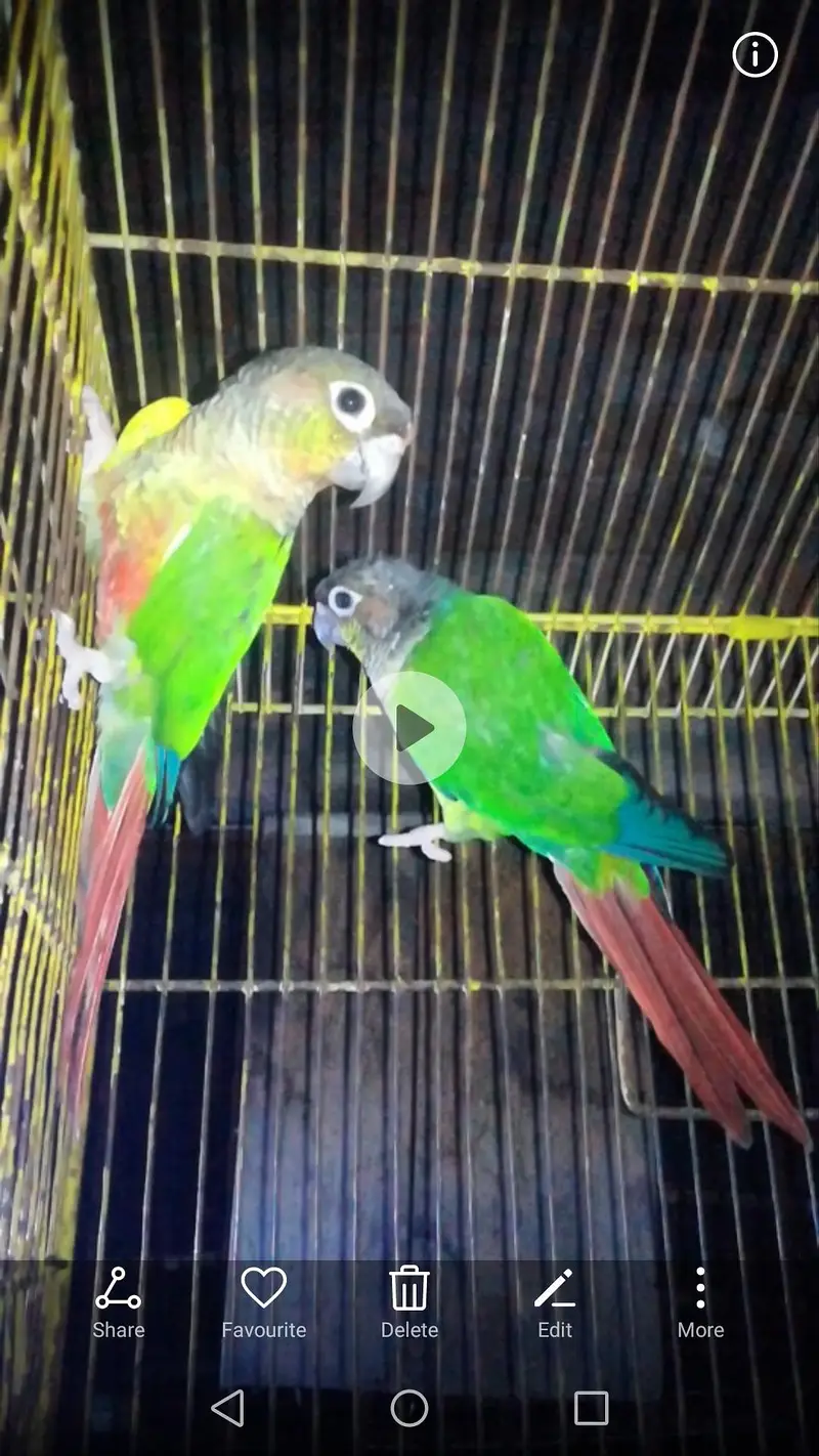 green canor pair