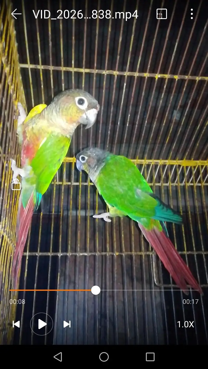 green canor pair — photo 2