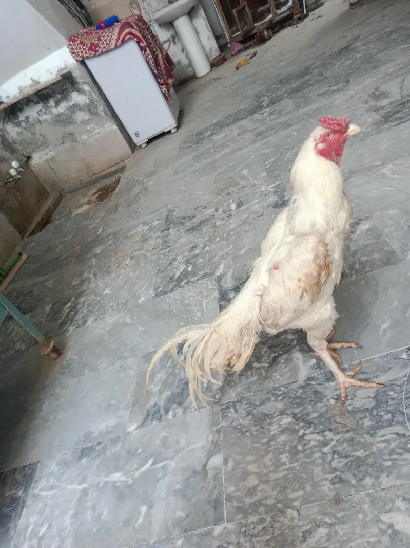 Heera aseel for sale