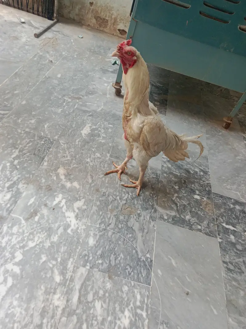 Heera aseel for sale — photo 2