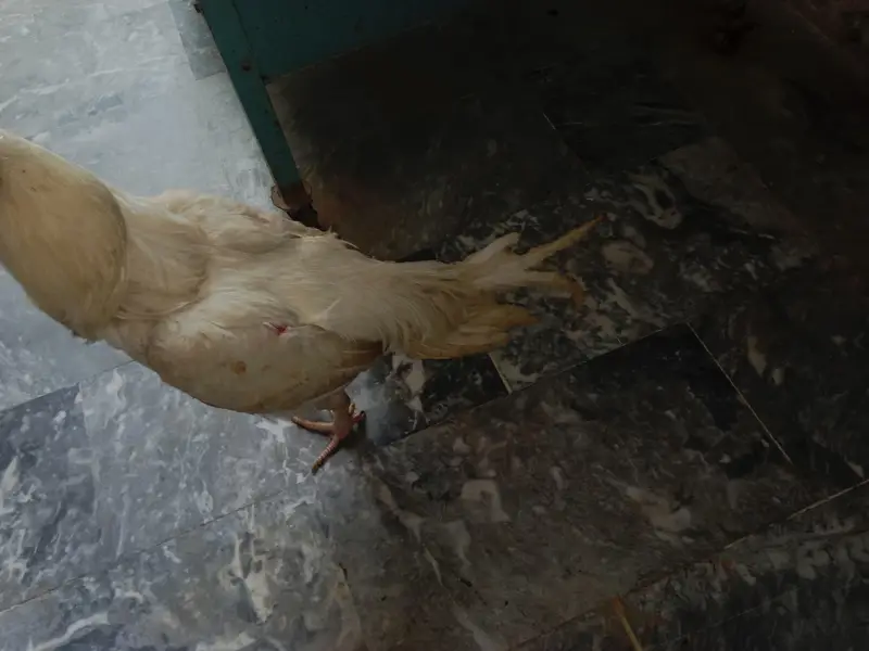 Heera aseel for sale — photo 3