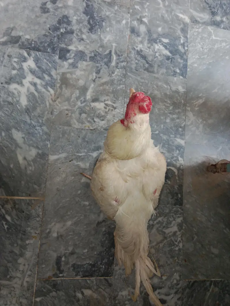 Heera aseel for sale — photo 4