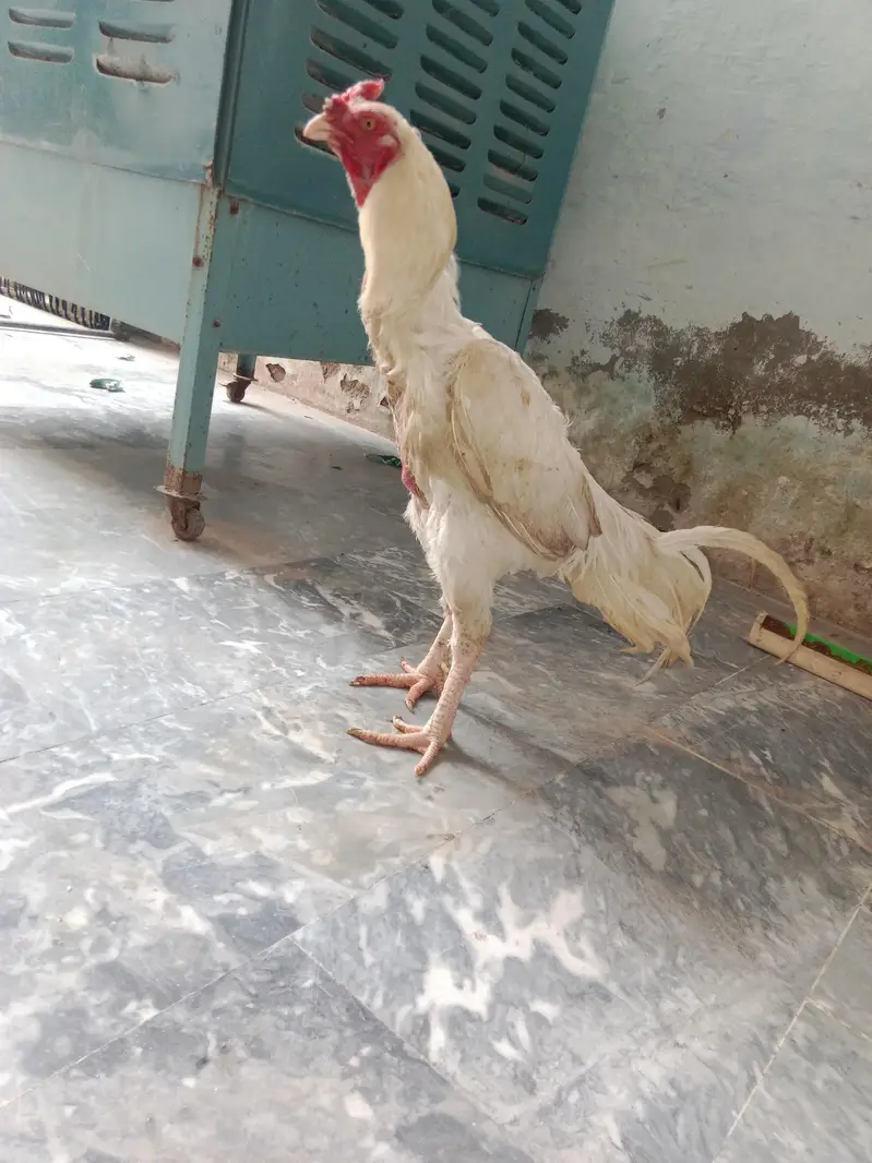 Heera aseel for sale — photo 5
