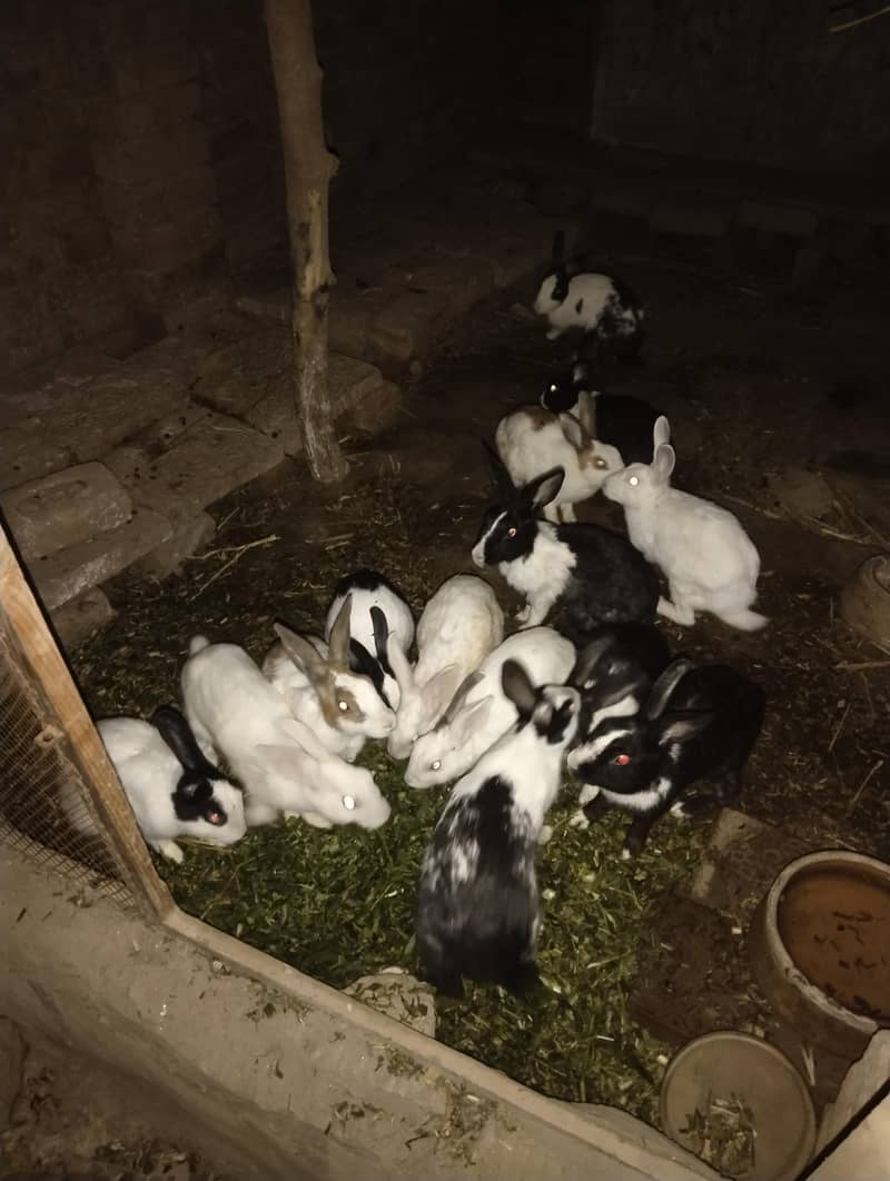خرگوش سیل 5