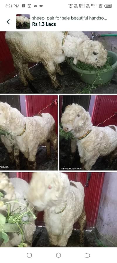 sheep  pair for sale beautiful handsome ph #03204800750