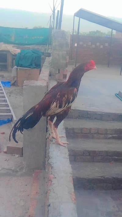 ghr ka patha