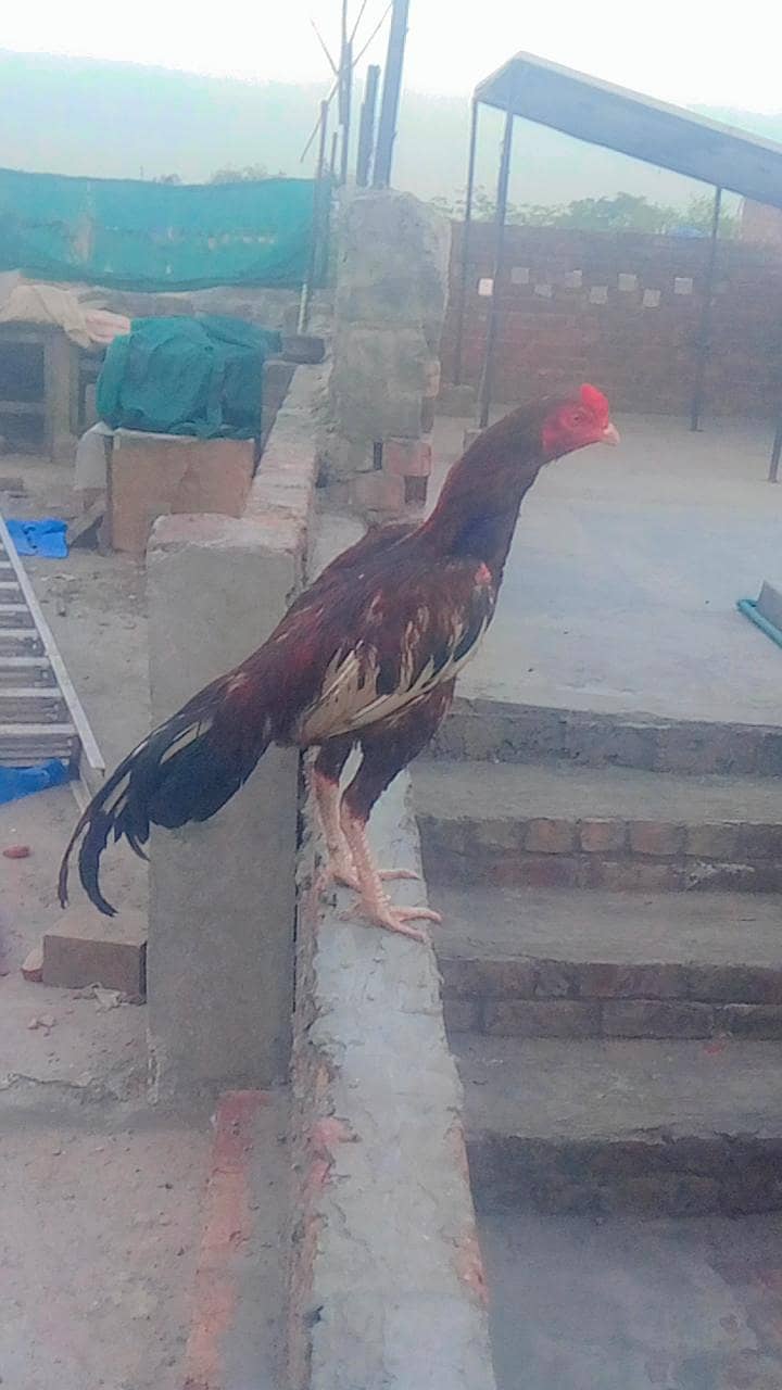 ghr ka patha 0