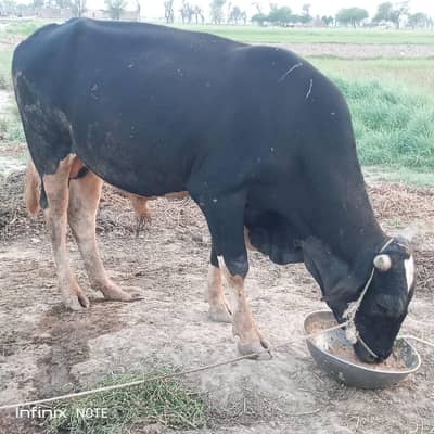 Breeder Available for Sale