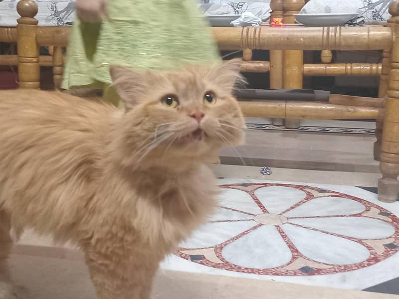 Leo Cat 0