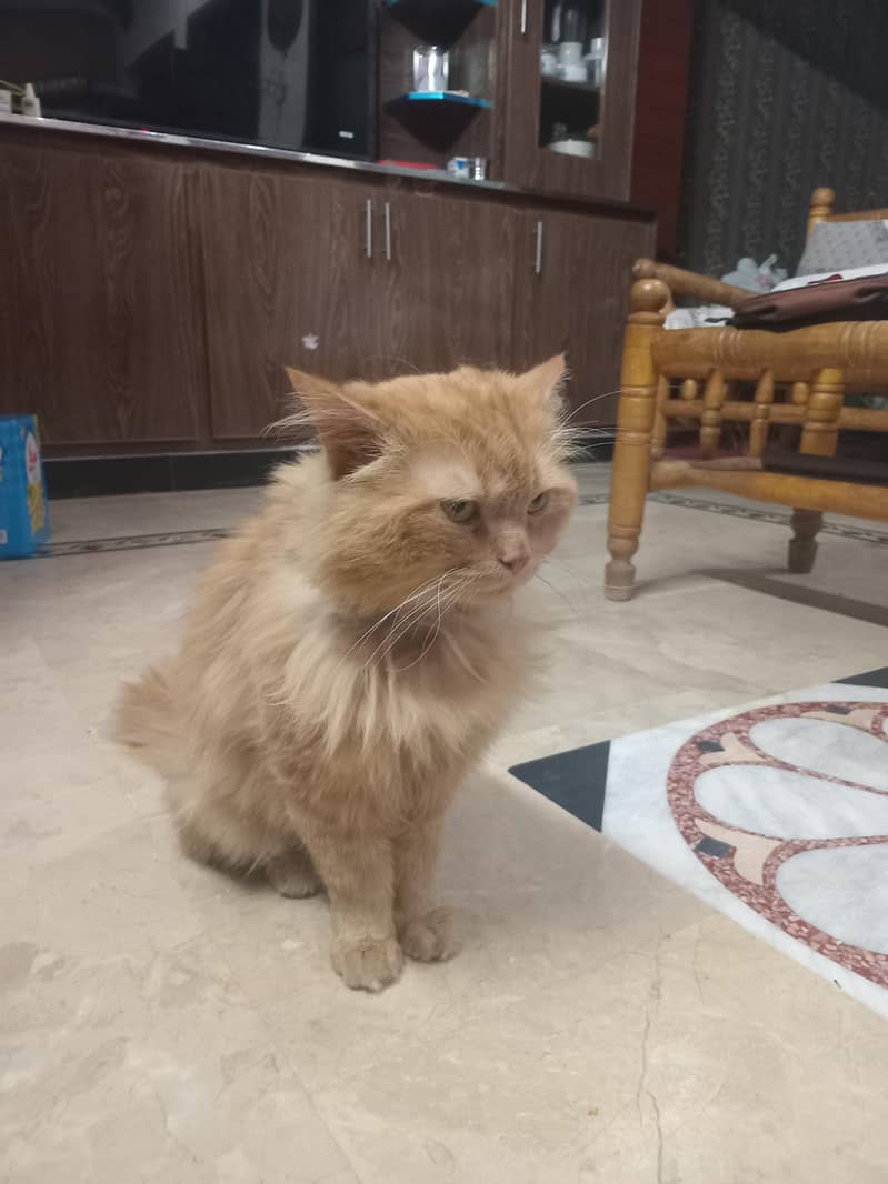 Leo Cat 4