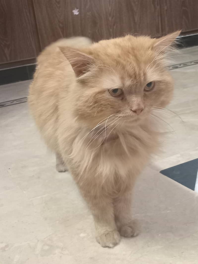 Leo Cat 5