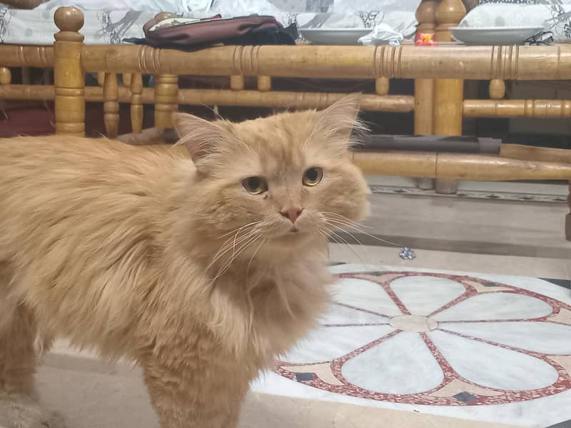 Leo Cat 6