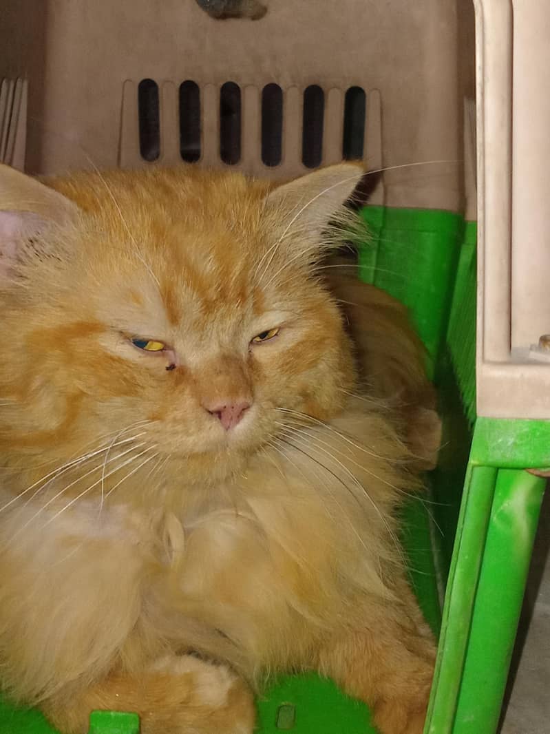 Leo Cat 7